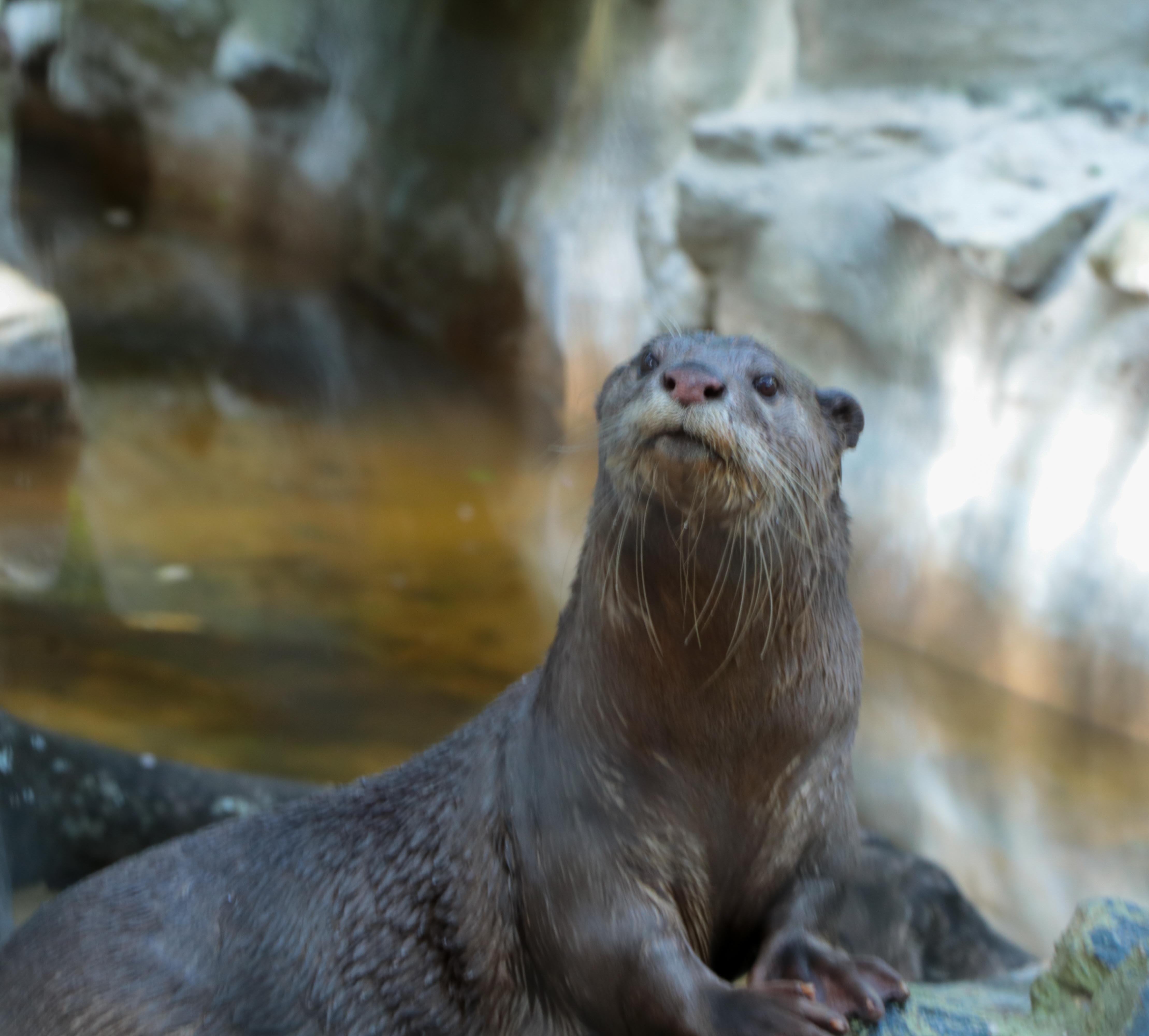 Smooth Coated Otter